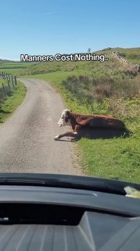 Resting Cows Move Aside as Vehicle Owner Politely Requests to Pass Through