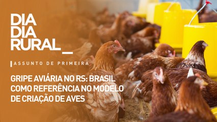 Gripe aviária no RS: Brasil como referência no modelo de criação de aves