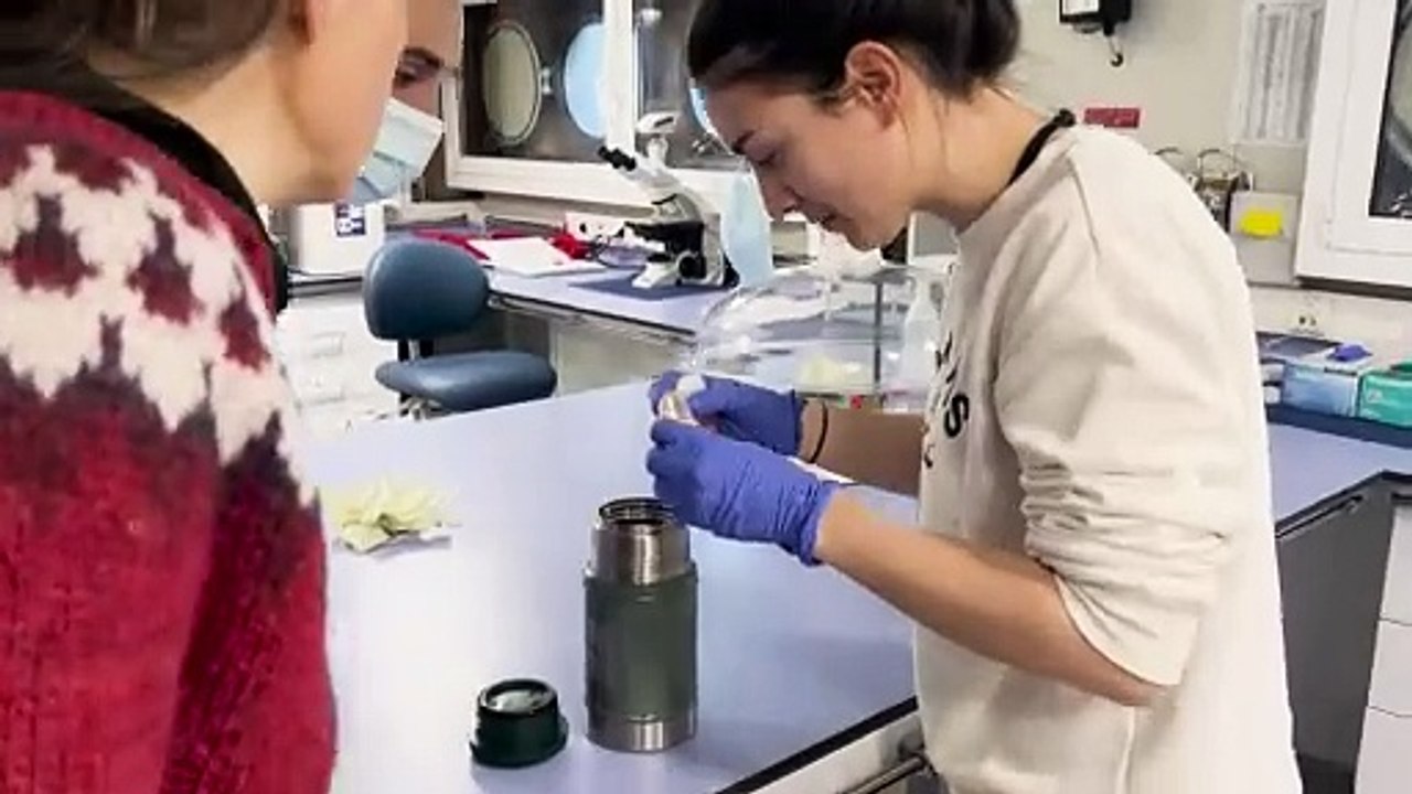 Biópsias de ursos polares vão ajudar a entender os poluentes do Ártico