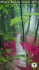 Where beauty grows wild