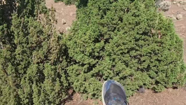 Paraglider Lands Into Trees and Crashes
