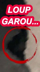 RÉEL LOUP GAROU #mystere #horror #paranormal
