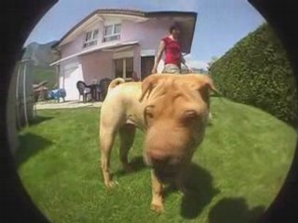 Suivi d'un chien avec une full HD et un fisheye 0.42X