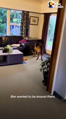 🐕‍🦺🛁 German Shepherd Rushes to the Tub with Toys for His Duckling Crew! 🦆❤️