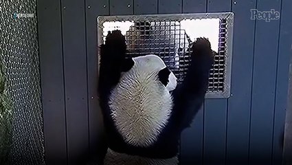Pandas at the National Zoo Caught on Camera Flirting