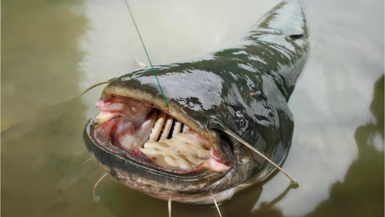 Wegen Klimawandel: Riesenfische erobern den Gardasee – Angler sind besorgt