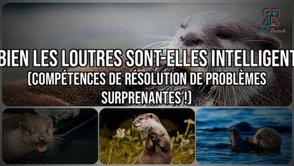 Combien les Loutres sont-elles Intelligentes ? Compétences de résolution de problèmes surprenantes !