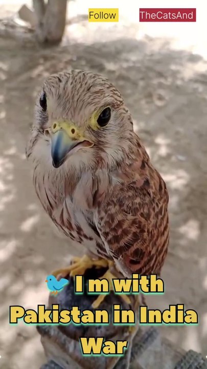 bird saying "I'm with Pakistan" during an India-Pakistan war | #pakistan #india #war #bird