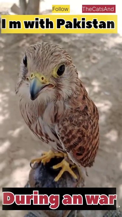 bird saying "I'm with Pakistan" during an India-Pakistan war | #pakistan #india #war #bird