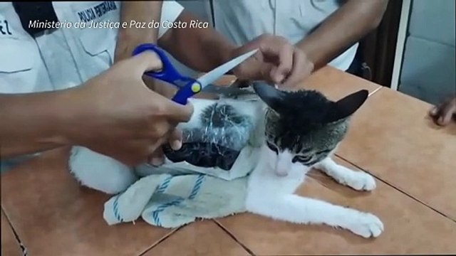 Gato usado para traficar droga é capturado na Costa Rica