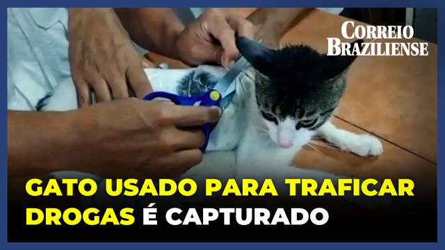 Gato usado para traficar drogas é capturado na Costa Rica