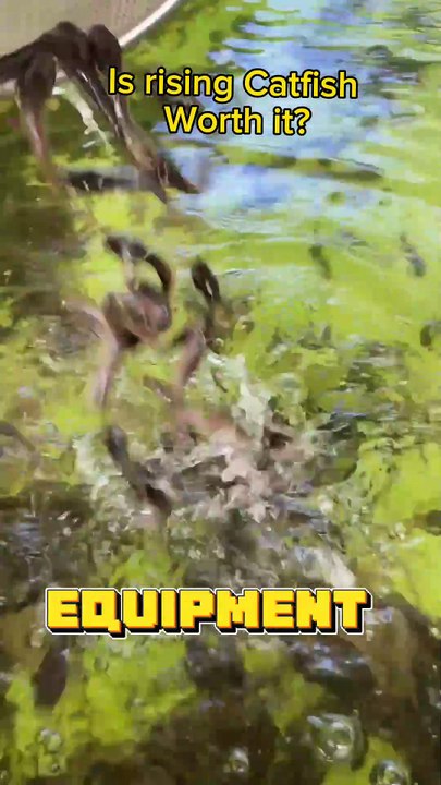 Is rising catfish for food worth it? #farming #fishfarming #recipes