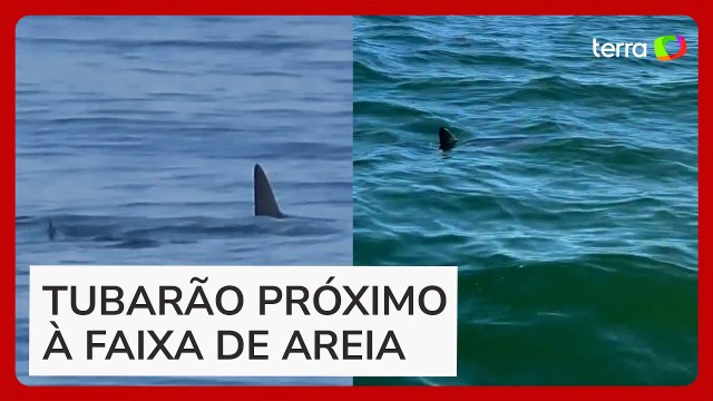 Tubarão é avistado em praia na Barra da Tijuca e assusta banhistas