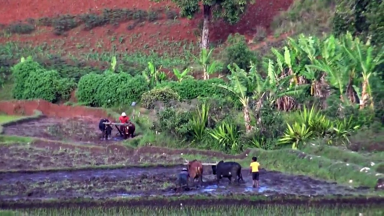 Ce riz qui nous unit . le combat invisible des mains qui le cultivent à Madagascar