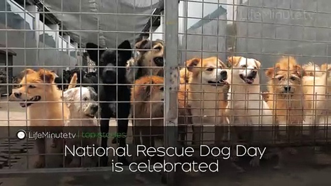 Selena Gomez Creates Brand New Custom Oreo Cookie, Denzel Washington Lashes Out at Photographer at Cannes Film Festival, National Rescue Dog Day is Recognized