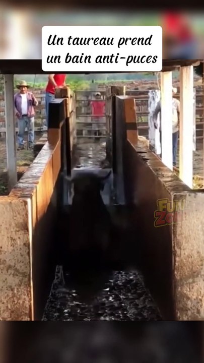 Un taureau prend un bain anti-puces 😱