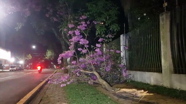 Galho de árvore cai sobre a calçada na Rua Paraná e Bombeiros são chamados