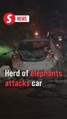 Car horns triggered an elephant attack on JRTB