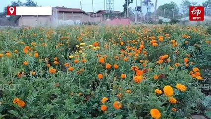 अब फूलों की खुशबू से महकेगा हजारीबाग! बंजर भूमि पर लहलहा रहा है 'मैरीगोल्ड', मालामाल हुए किसान दूसरों को भी दे रहे टिप्स