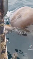 Aparece una extraña ballena mular boreal frente a Groenlandia tras décadas sin ser vista