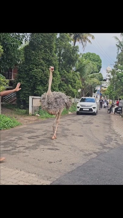 Un avestruz se escapa y pone las calles patas arriba