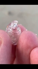 La madre más terrorífica del océano: se come a su presa y cría a sus hijos en su cadáver