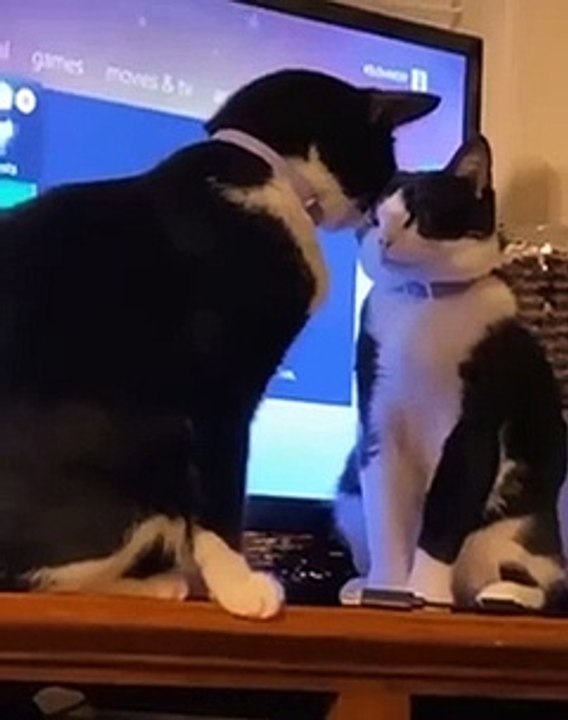 Cats new viral funny video 😂📸 cats fun 😂😊 cats funny video 📸 cat lover 😍 animals love 😘💗#shorts #shortvideo #viralshort #viralvideo #funny #funnyvideo #comedy #cats #animals #love #care