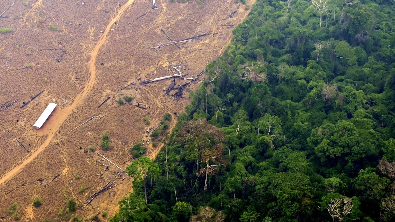 Zerstörung tropischer Urwälder auf höchstem Stand seit Jahren