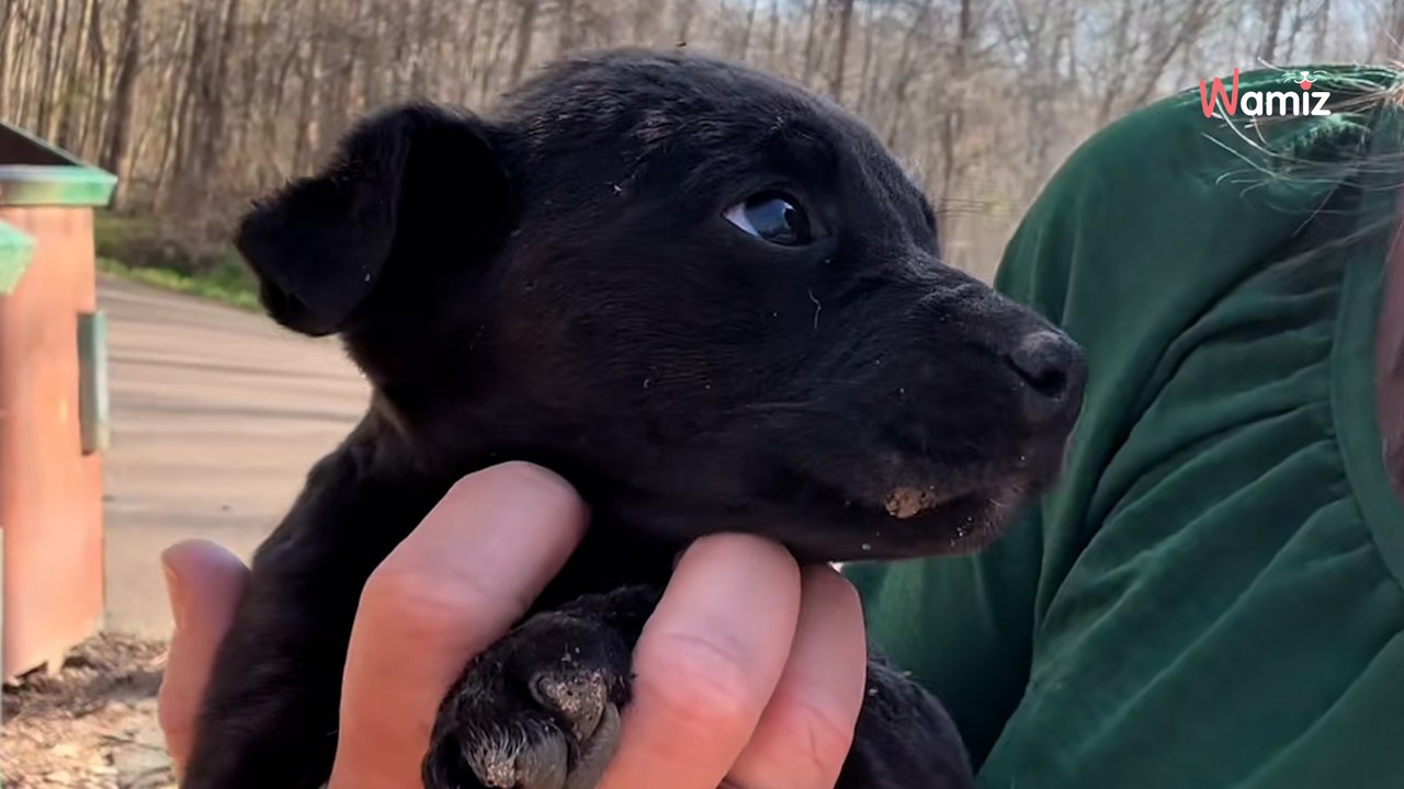 Düstere Entdeckung an Mülltonne schockiert Millionen (Video)