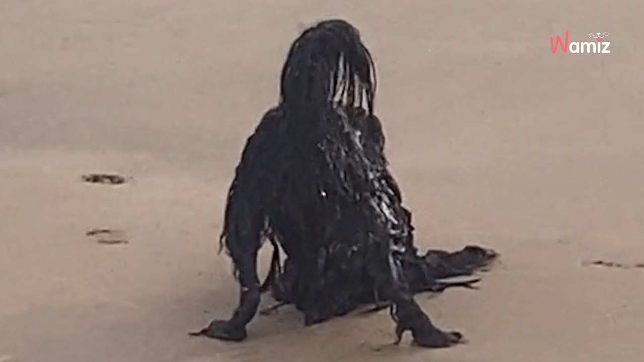 Ein unheimliches Wesen am Strand in Mittelamerika gesichtet