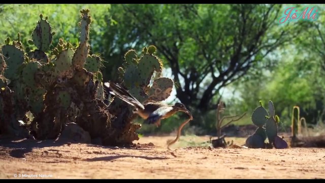 Chiến Binh Maratong Và Là Kẻ Hủy Diệt Của Rắn Đuôi Chuông Vùng Cát Nóng Sa Mạc - Chẹo Đất