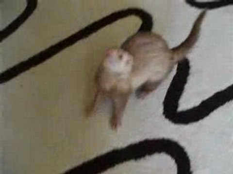 ma furette minouche alias petit lion