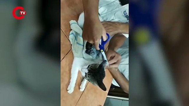 Kosta Rika'daki bir hapishanede uyuşturucu sevkıyatında kullanılan bir kedi yakalandı