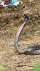 Black Cobra snake's video clip on fan of this year and I will be there 😁