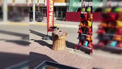 Zekasıyla şaşırttı! Ceviz dolu poşeti böyle yırtıp çaldı