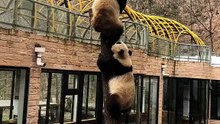 The daily life of pandas 🐼()   #Panda #Lovely
