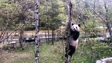 The daily life of pandas 🐼()   #Panda #Lovely