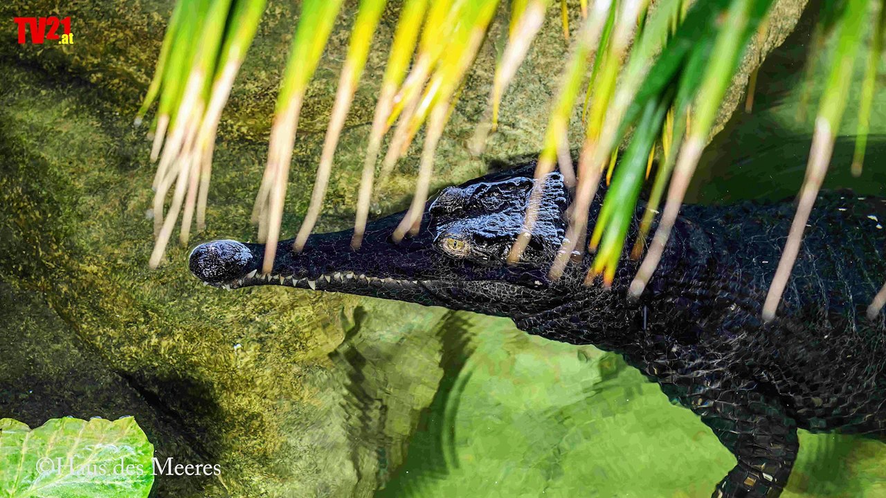 Weltschildkrötentag und Abschied der Riesenschildkröten im Haus des Meeres
