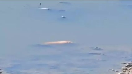 Asi Nehri’nde kirlilik ve su sümbülleri, toplu balık ölümlerine neden oldu