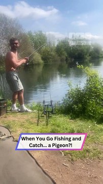 Pigeon Gets Hooked Mid-Flight… But What Happens Next Wins ❤️