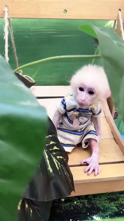 Baby monkey so happily   #babymonkey #animals #monkeyvideos