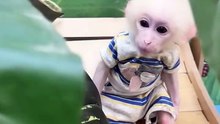 Baby monkey so happily   #babymonkey #animals #monkeyvideos