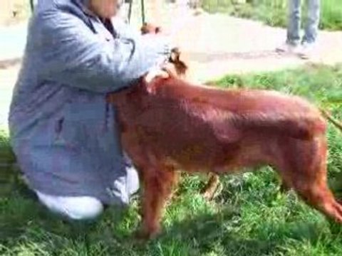 ROMY chiots setter mars 2008(1)