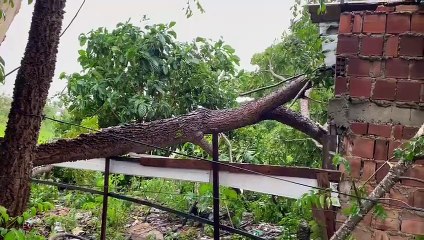 Árvore cai em cima de casa na Santa Lúcia