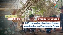 Reubicación de fauna silvestre por violencia en Culiacán