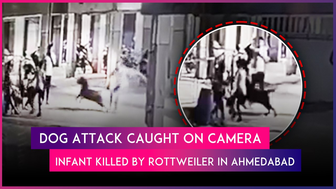 Ahmedabad: 4-Month-Old Infant Mauled To Death By Pet Rottweiler, Owner Arrested