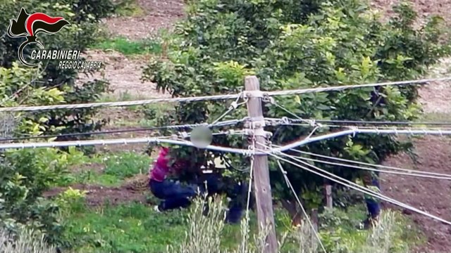 Il maxi blitz contro la 'ndrangheta, alleanza tra le cosche per gestire la struttura del narcotraffico