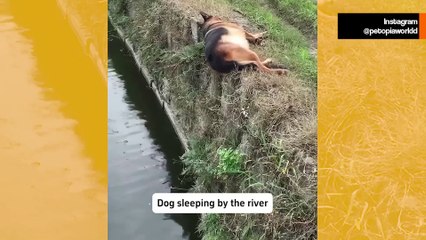 Hulvaton video: nämä uneliaat koirat piristävät päivääsi