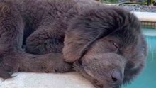 Hilarious Video: These Sleepy Dogs Will Brighten Your Day