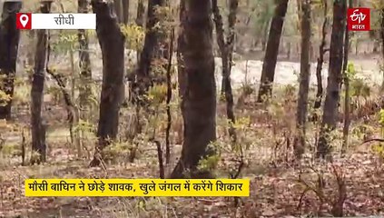 सीधी में मौसी बाघिन ने छोड़े शावक, मां के सिखाए हुनर को खुले जंगलों में अपनाएंगे बच्चे